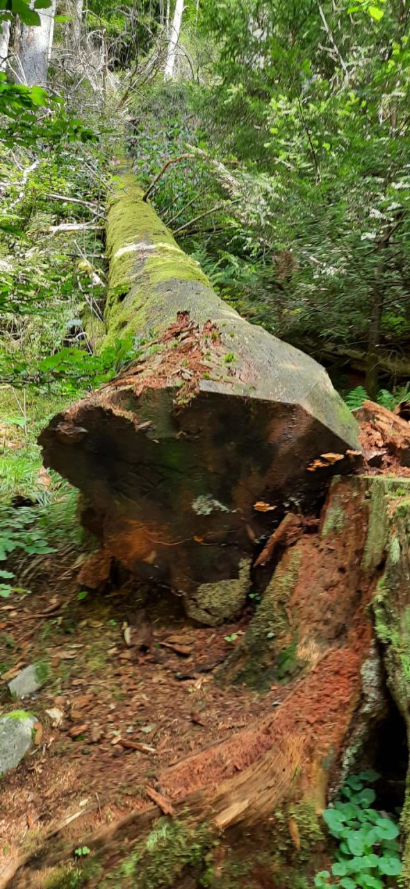 	14 3 Tage auf dem Schluchtensteig im Südschwarzwald